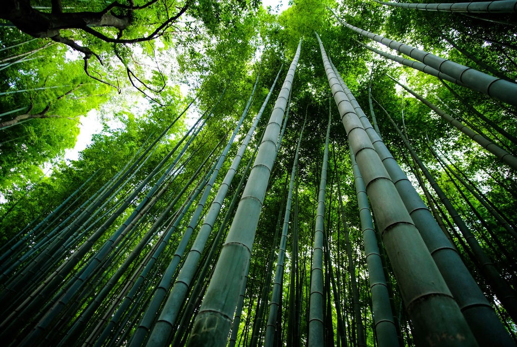 unsplash_fSAyrw46Tx4_bamboo.jpg